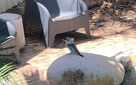 Kookaburra Oasis
